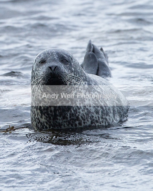 20110927-_MG_7114 - Common Seal
