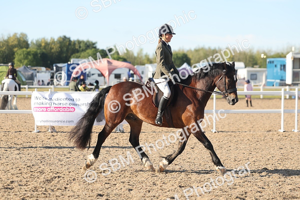 SBM_11018 - Class 302 - Ridden M&M Large Breeds