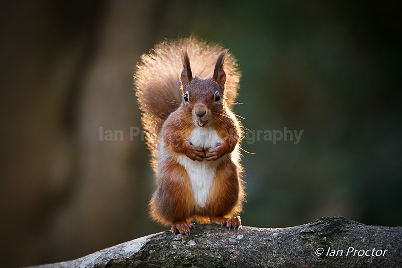 Who's been eating all the nuts?! - Nature