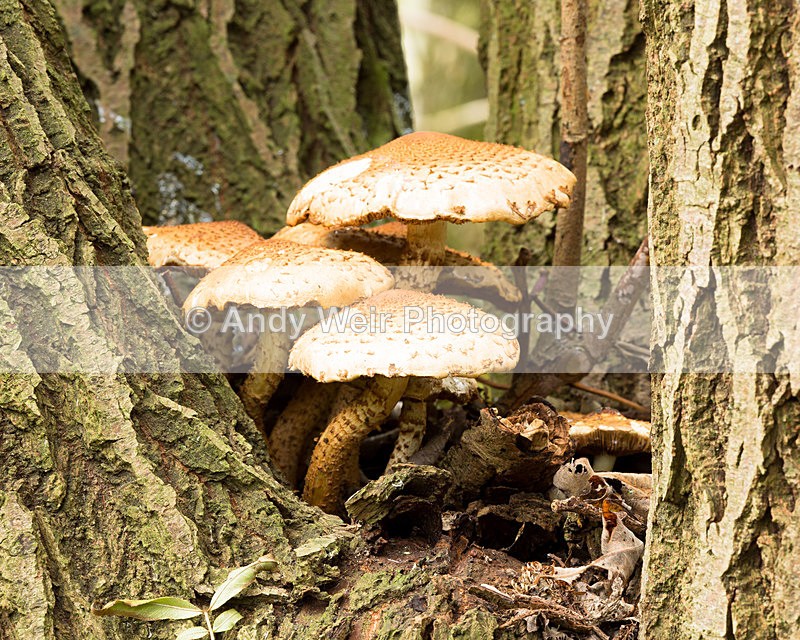 20141101-3K8A7005 - Fungii