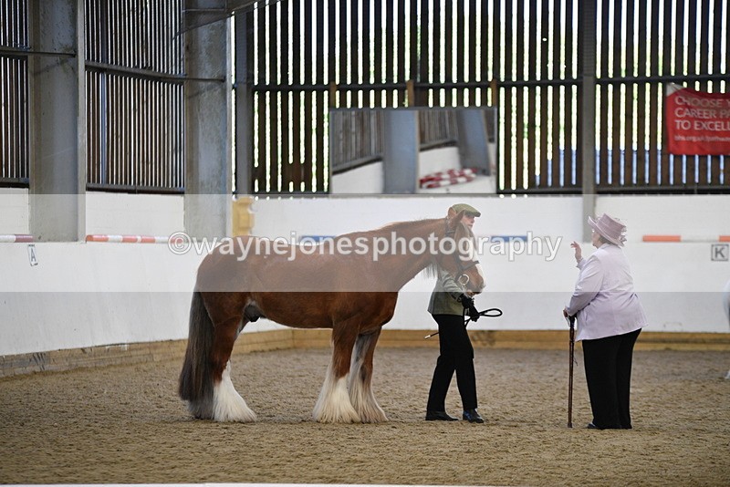 WJ5_5378 - Class 8 In hand cob