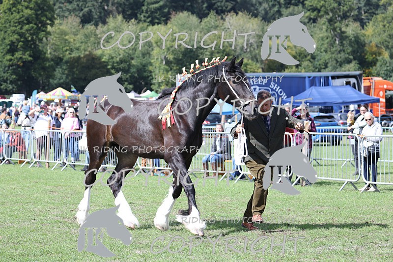 APP_3208 - Class 3 Youngstock