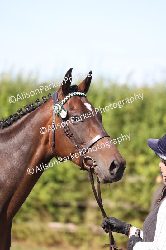 20260906-0689 - Class 22 - Ex Racehorse
