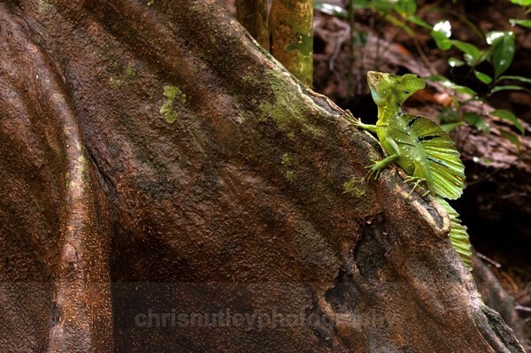  - Reptiles and Amphibians