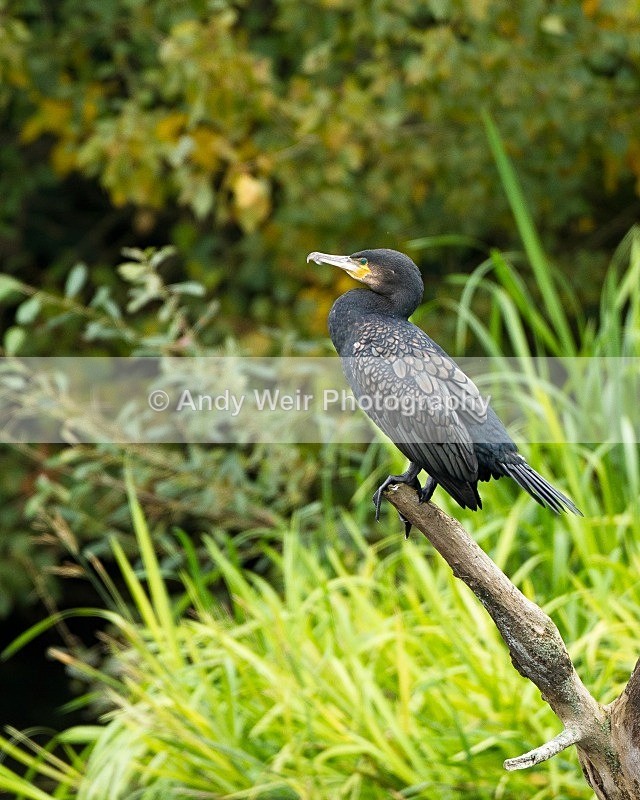 20110904-_MG_6628 - Cormorant