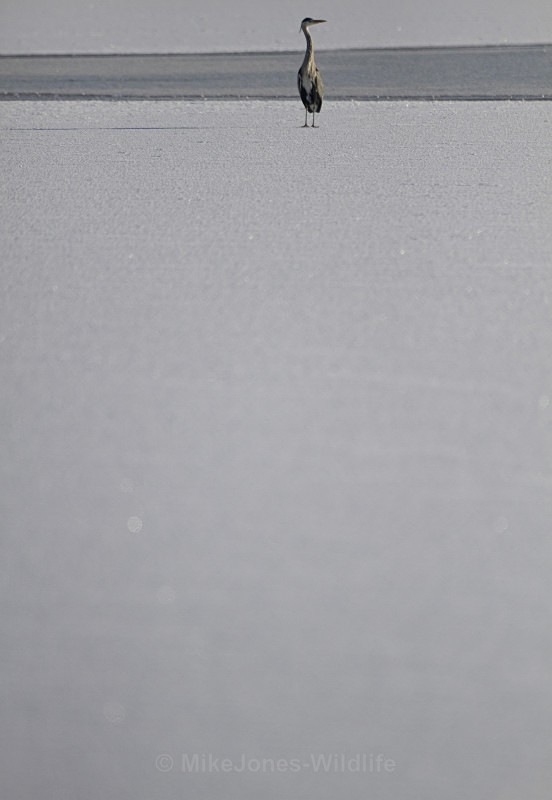 GREY HERON 4 - GREY HERONS