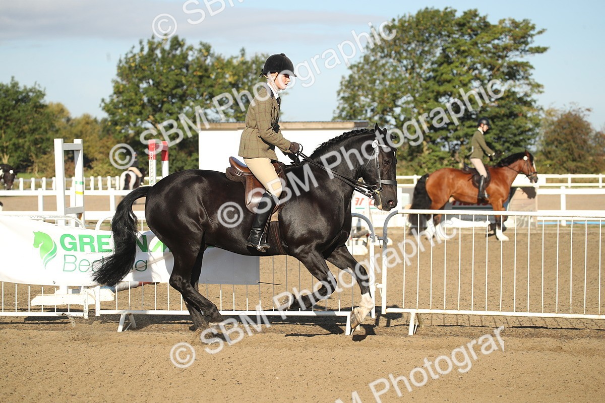 SBM_11523 - Class 502 - Riding Club Horse