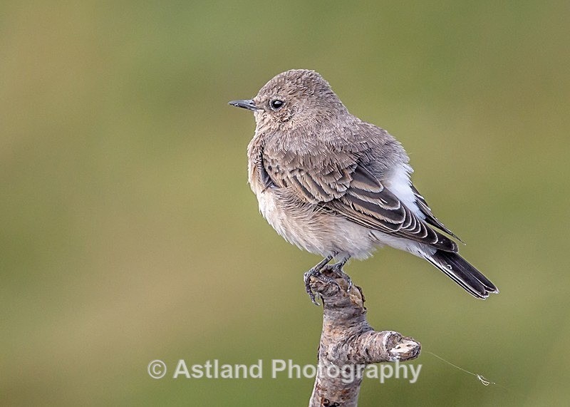 Astland Photography, Bird and Wildlife Images, Susan and Peter Wilson, U.K