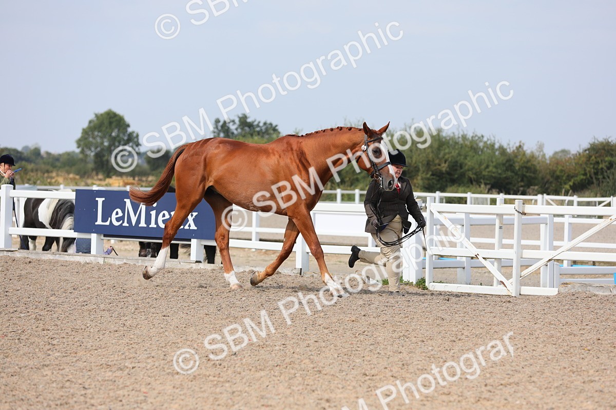 SBM_15671 - Class 312 IH Competition Horse/Pony