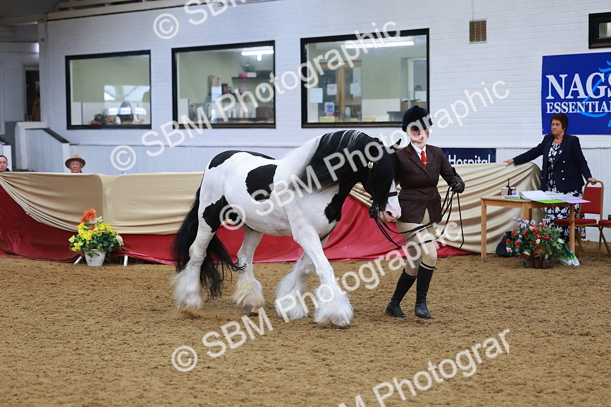 SBM_09794 - Class 102 - HOYS Veteran Qualifier - Ridden Veteran