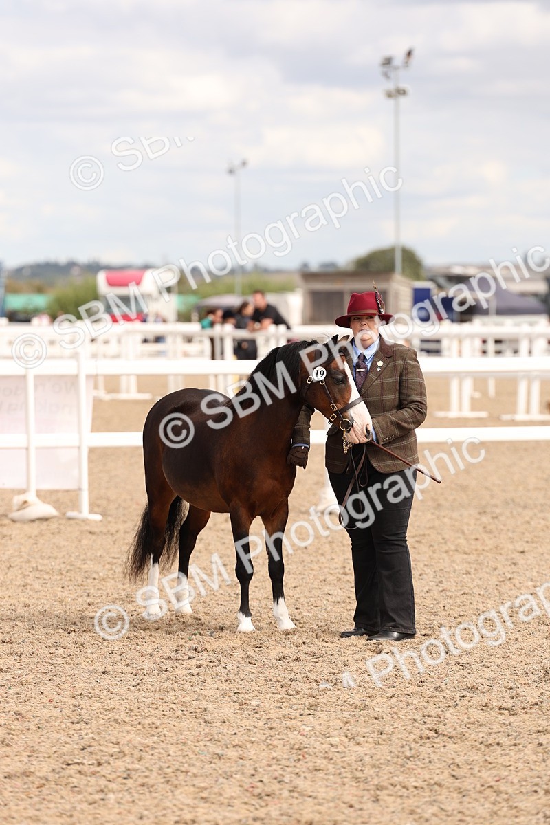 SBM_15137 - Class 209 - IH Veteran Pony