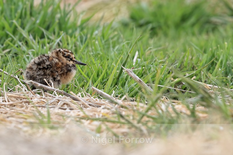 Magellanic Snipe chick, Sea Lion Island, Falklands - Magellanic Snipe
