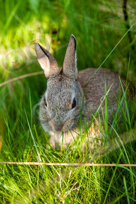 wild rabbit Oryctolagus cuniculus-8342 - UK Wildlife