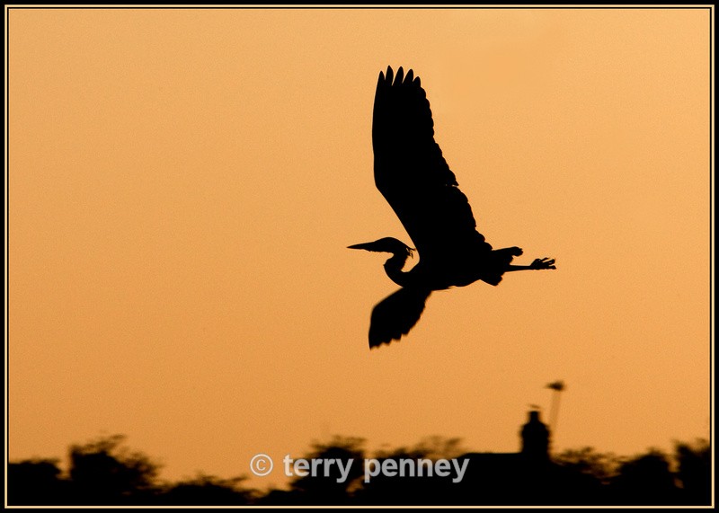Heron 2 - Birds