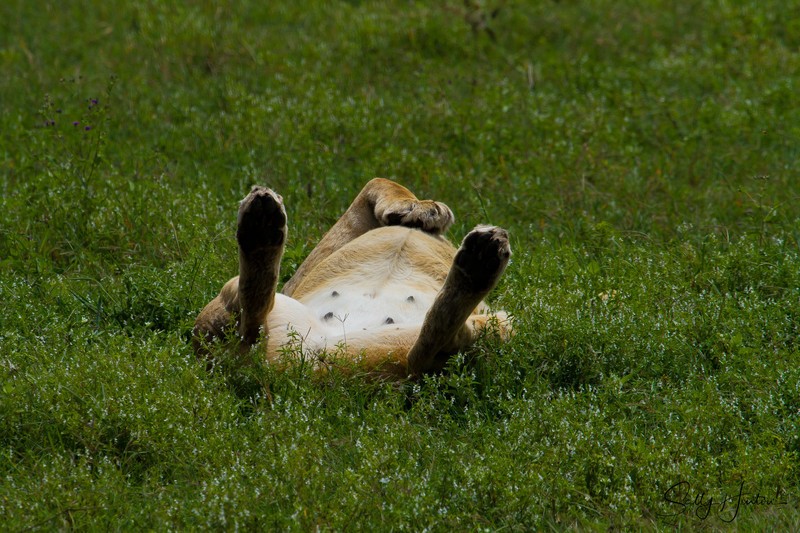 Lioness Relaxed 2