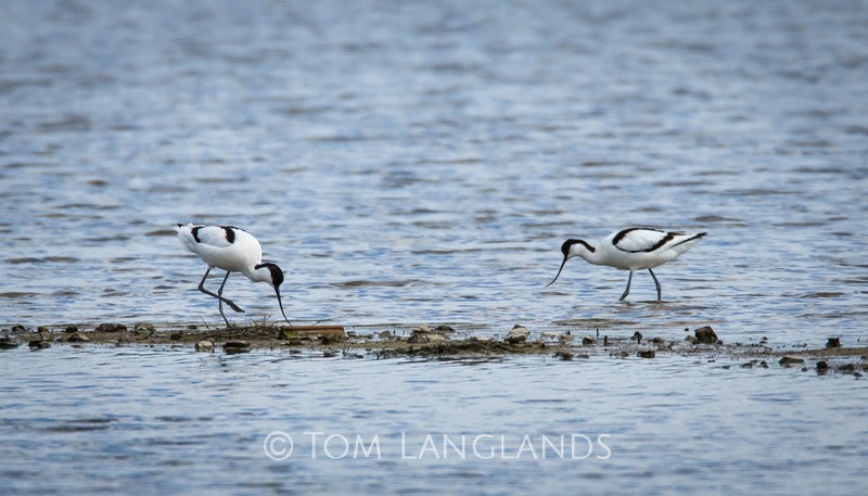 Avocet - Waders