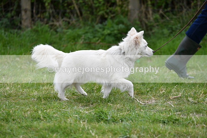 WJ5_9191 - Class 1 Best Cross Breed / Heniz 57