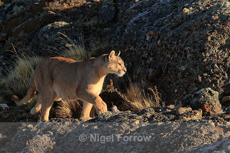 Puma Rupestre hunting, late afternoon, Torres del Paine, Chile - Puma