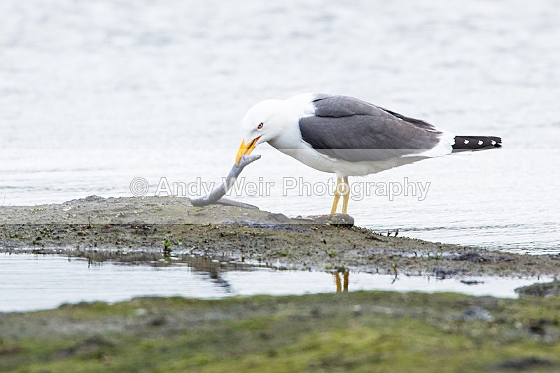 20140511-3K8A1188 - Gulls