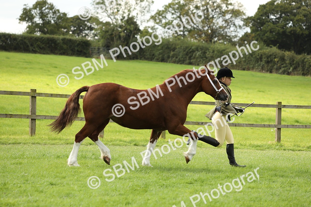 SBM_65374 - S47 - Mountain & Moorland In Hand Large Breeds