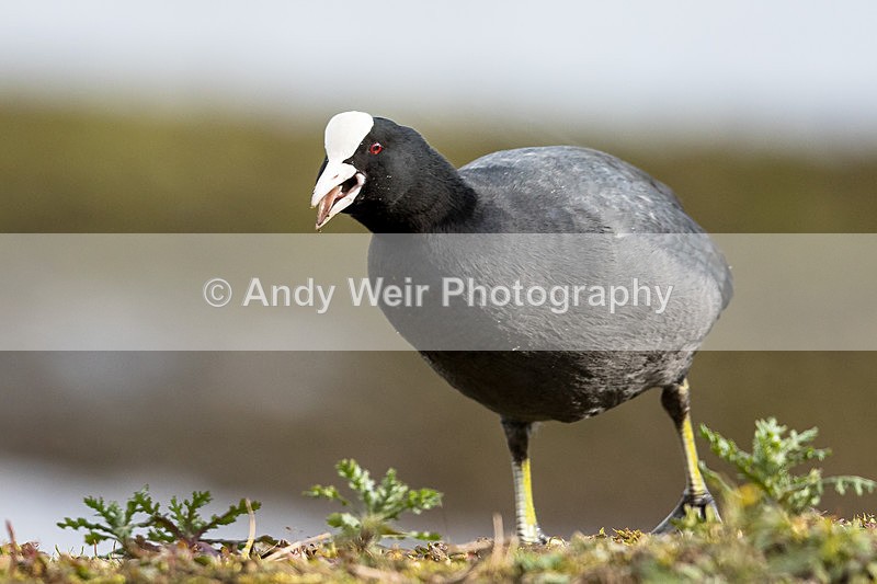 20150306-8E0A0069 - Rails & Coots
