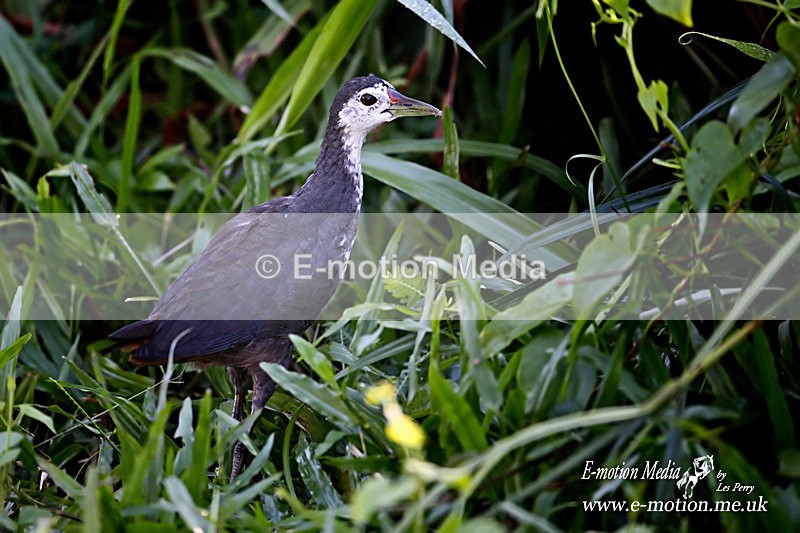 White Breasted Moorhen 030115 - Nature