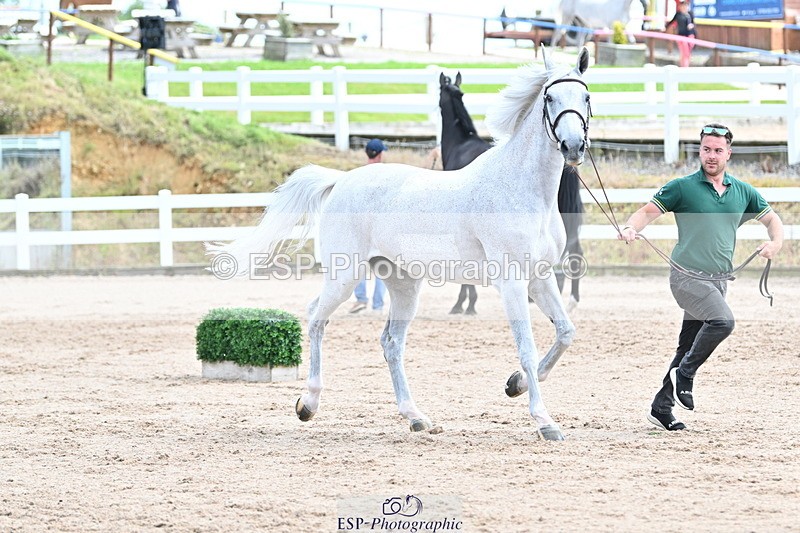 240717A-144054-02191 - Trot Up 2pm to 3pm - This folder is not in time order