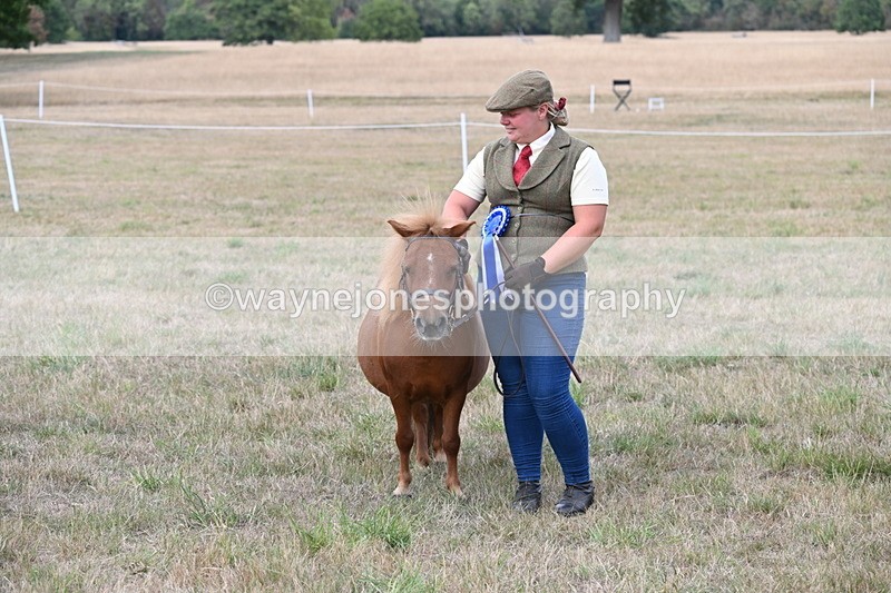 WJ6_7133 - Class 21 Shetland & Mini Horses