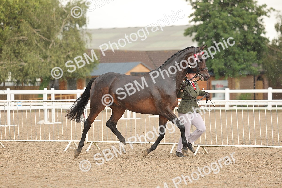 SBM_07726 - Class 27 - IH Competition Horse/Pony