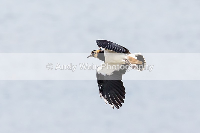 170816-Woolston NR0014 - Lapwing
