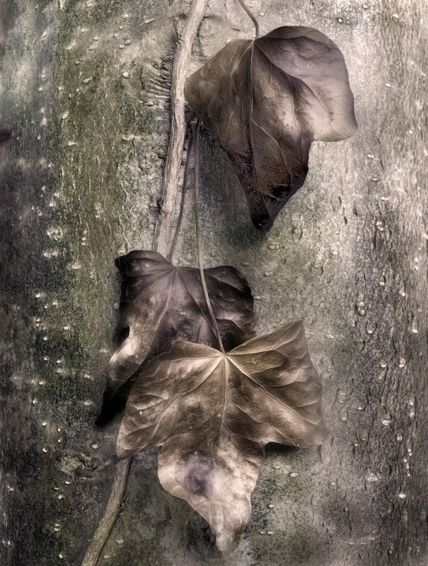 Ivy Leaves Wales UK - Elemental