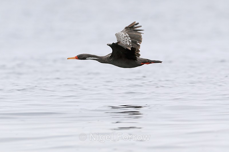 Red-legged Cormorant in flight, Chanaral Island, Chile - Red-legged Cormorant