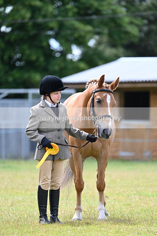 WJ7_6762 - Class 5 Handsome Gelding in hand