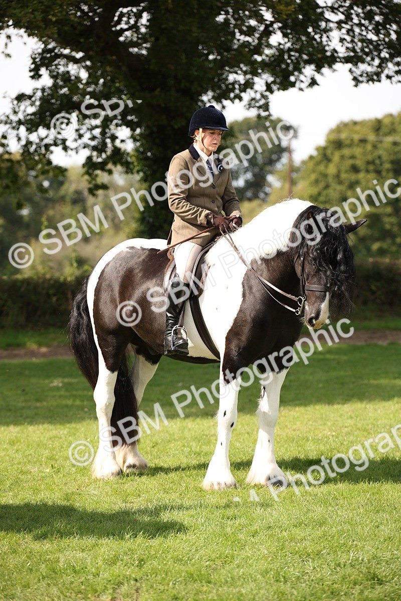 SBM_70101 - S65 - Piebald & Skewbald Horse Ridden