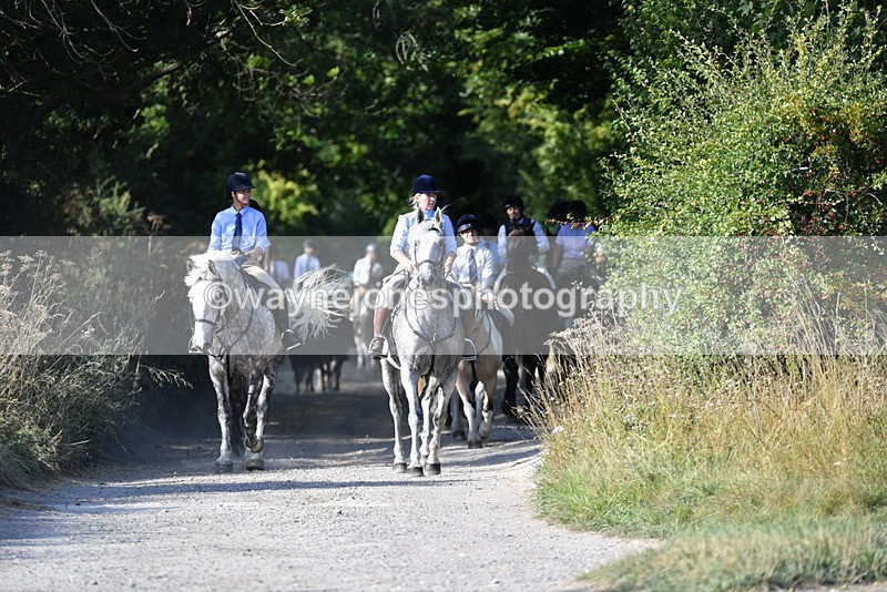WJ5_4857 - Walk out with the hounds