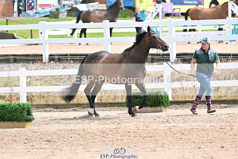 240717A-144210-02207 - Trot Up 2pm to 3pm - This folder is not in time order