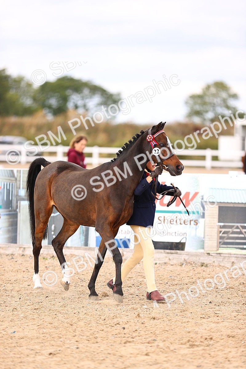 SBM_15946 - Class 416 - Prettiest Mare (IH or Ridden) Jnr