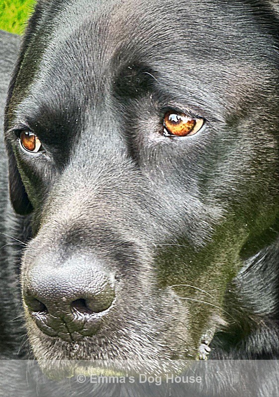  - Pawtraits