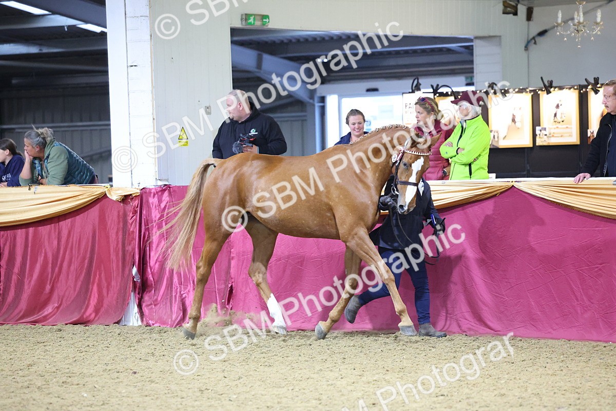 SBM_19086 - Class H Foreign Breeds Champ