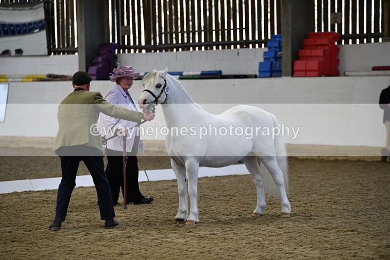 WJ5_3638 - Class 5 In Hand Veterans