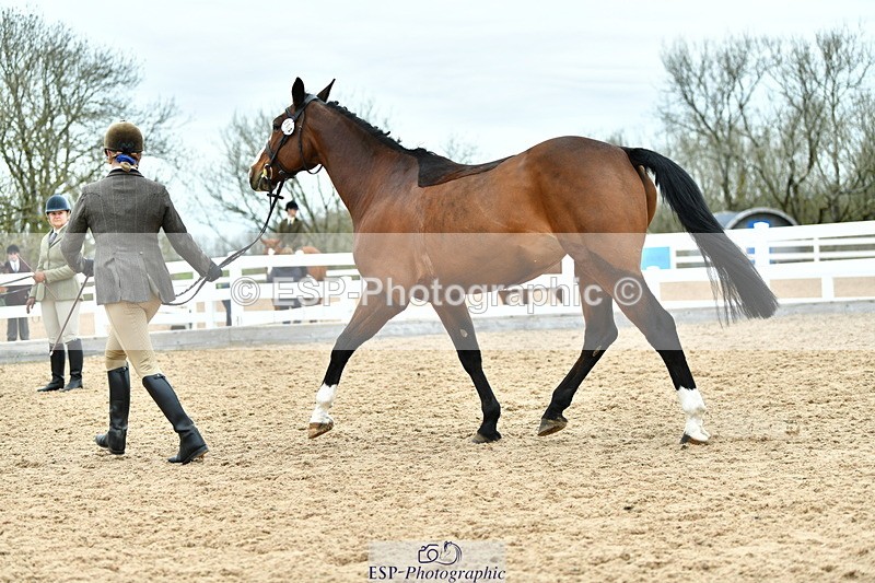 230416A-135500-04970 - Cls 60 Ridden Show Horse
