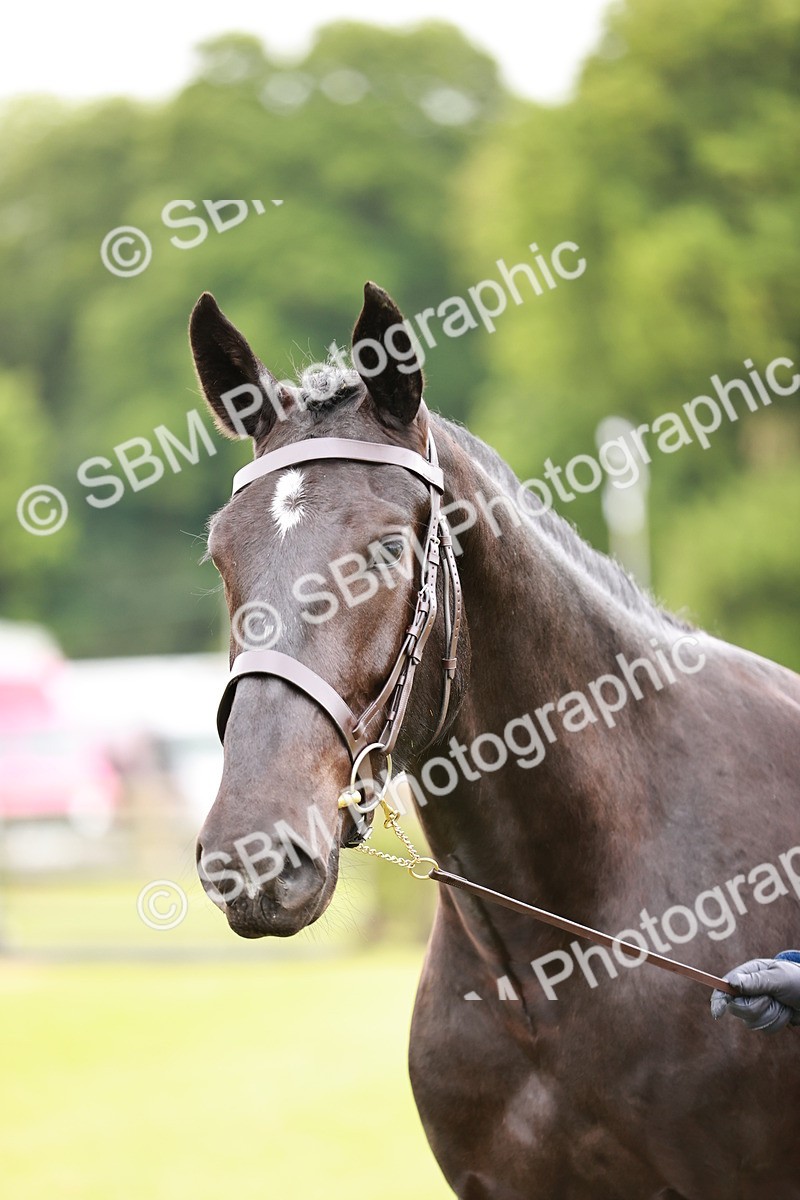 SBM_00797 - Class 26-30 Sport Horse In Hand