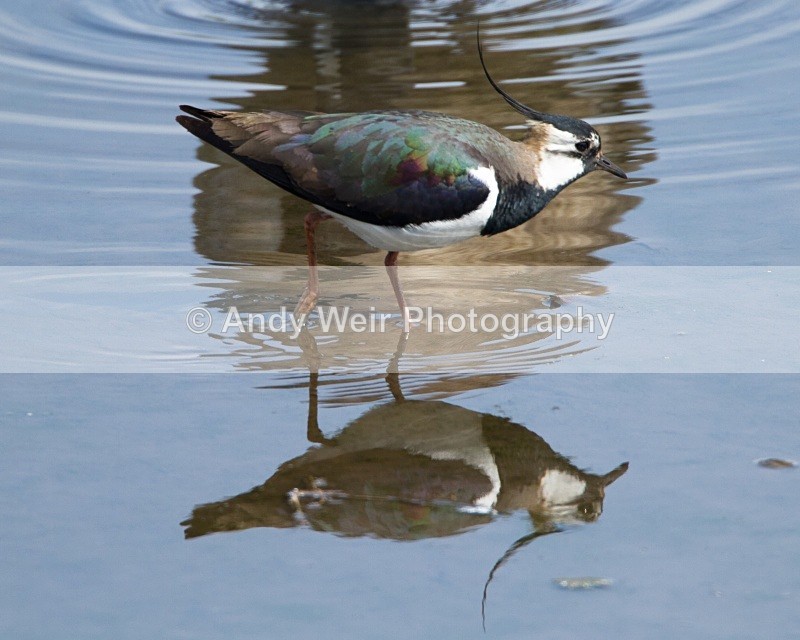 20110425-IMG_5052 - Lapwing