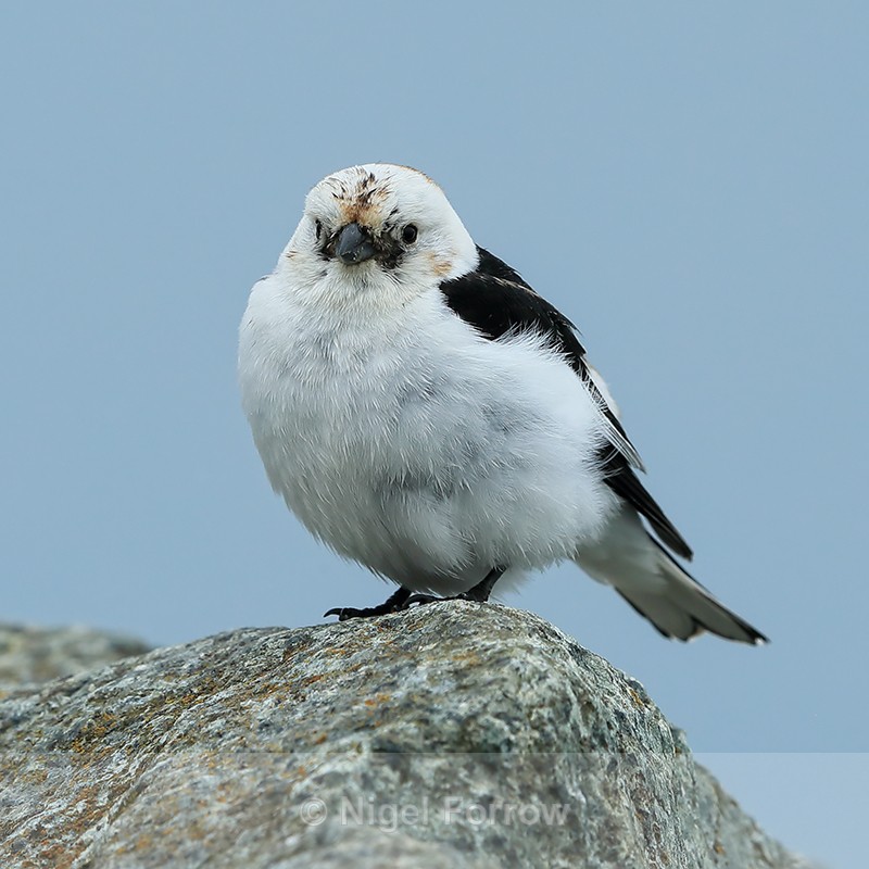 Snow Bunting, front view, Jokulsarlon, Iceland - Snow Bunting