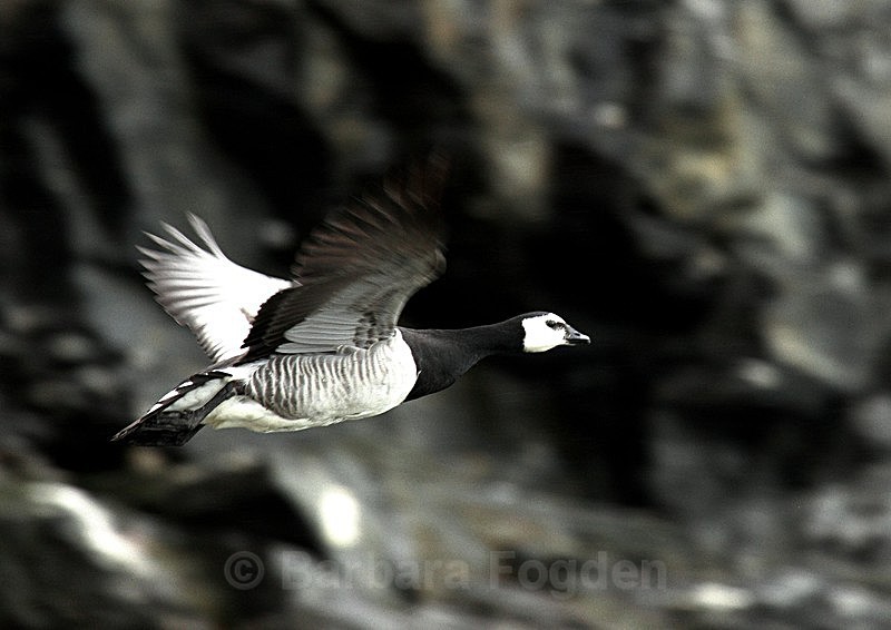 Barnicle goose black and white - Latest Photos