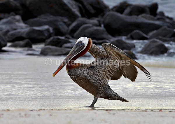 Brown Pelican2 - Galapágos