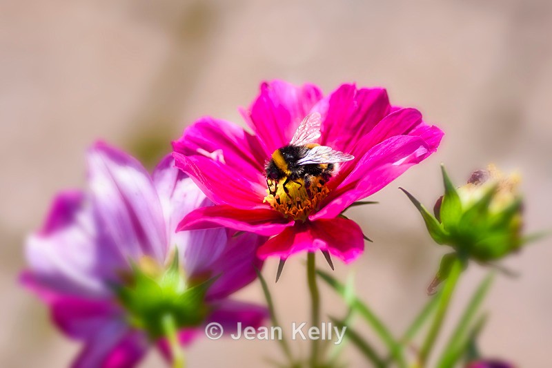 Bee on a purple Cosmos - DSC_4543_00024 - Insects