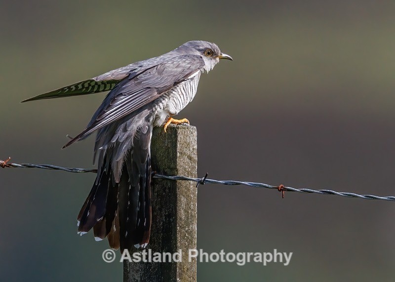 Cuckoo - Latest Images