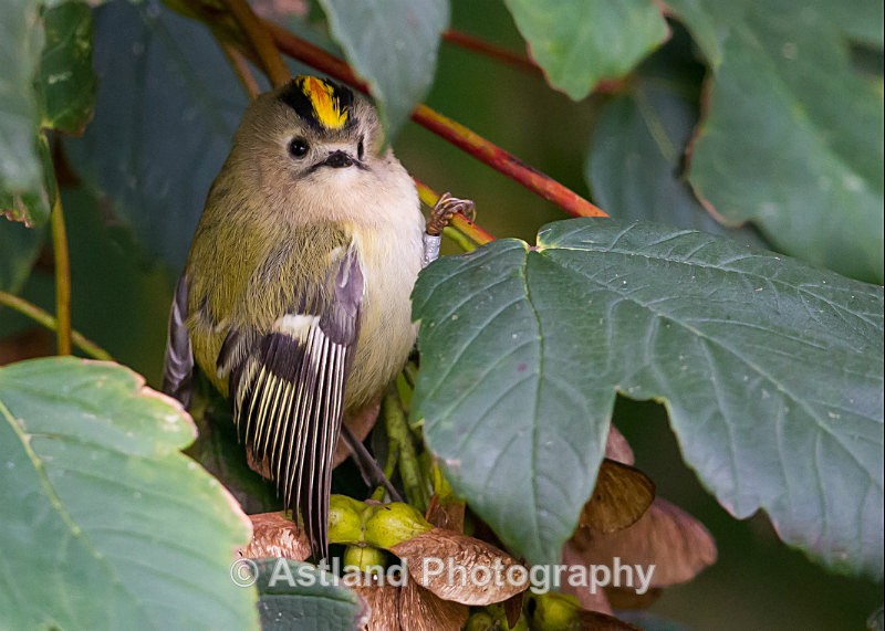 Astland Photography, Bird and Wildlife Images, Susan and Peter Wilson, U.K.