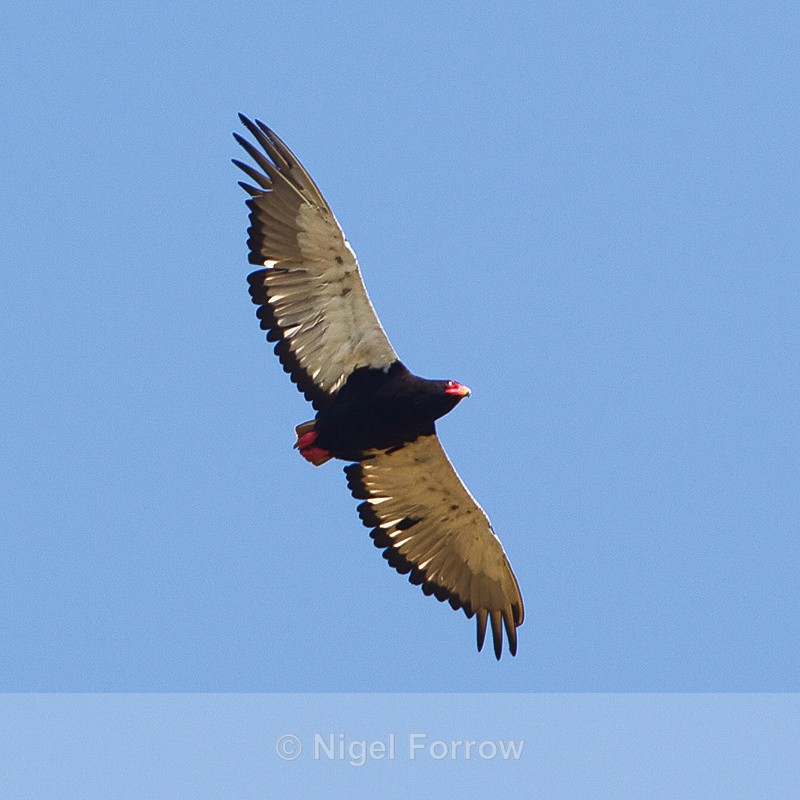 Bateleur (female) in flight - Bateleur
